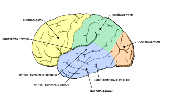 kwabben-hersenen-nl